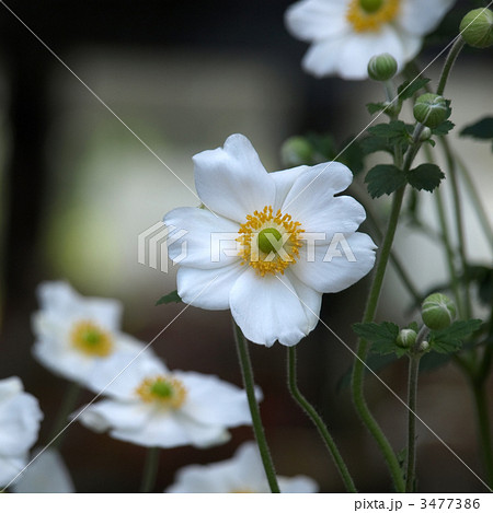 シュウメイギク 3477386