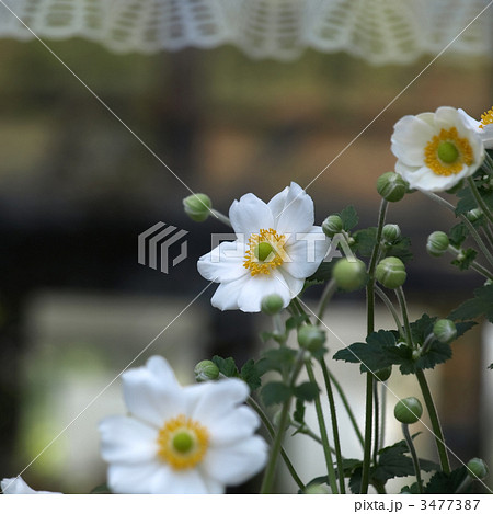 シュウメイギク 3477387