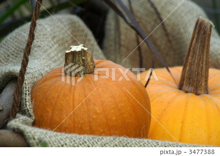 ハロウインカボチャ ハロウインカボチャ 3477388