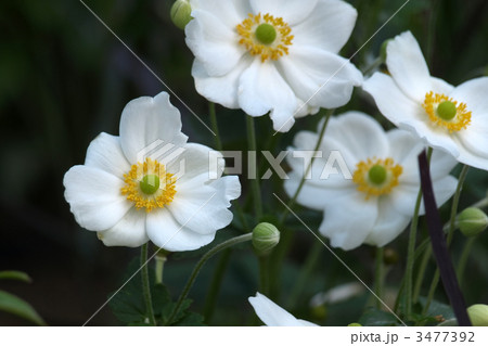 シュウメイギク 3477392