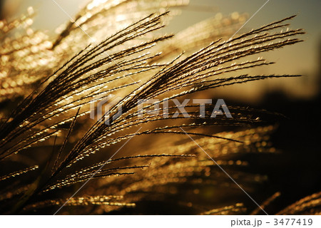 きらめく枯れ尾花 きらめく枯れ尾花 3477419