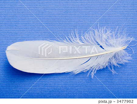鳥の羽根 白い羽 白い羽根の写真素材