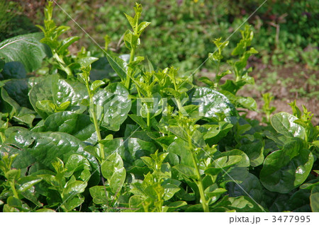 ツルムラサキ　緑茎種ツルムラサキ 3477995