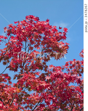 紅葉(エゾオオモミジ) 紅葉(エゾオオモミジ) 3478267