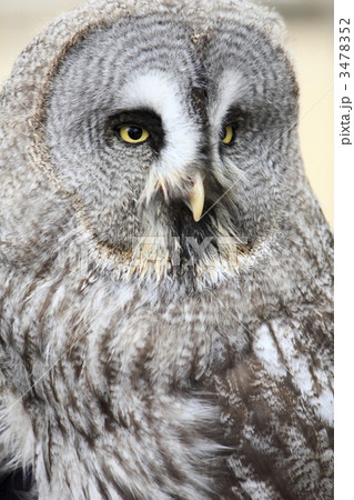 カラフトフクロウ 3478352