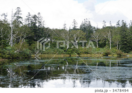 ニセコ(神仙沼) ニセコ(神仙沼) 3478494