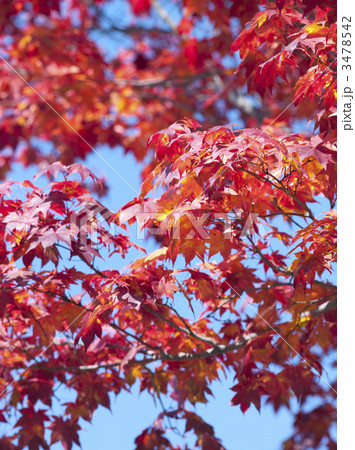 紅葉（エゾオオモミジ） 3478542