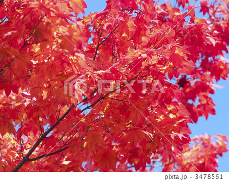 紅葉（エゾオオモミジ） 3478561
