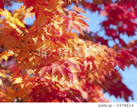 紅葉（エゾオオモミジ） 3478614