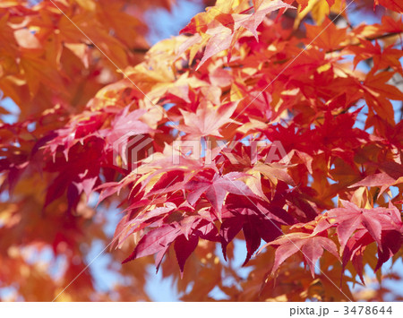 紅葉（エゾオオモミジ） 3478644