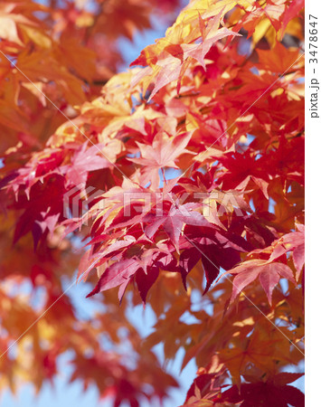 紅葉（エゾオオモミジ） 3478647