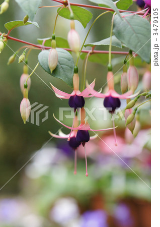 フクシア 3479105