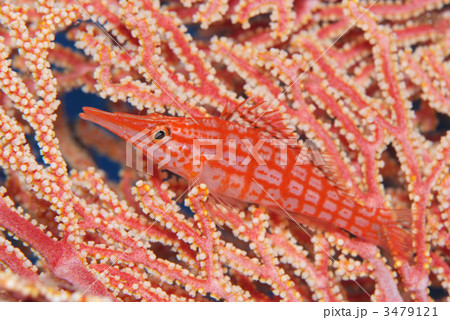 クダゴンベ クダゴンベ 3479121