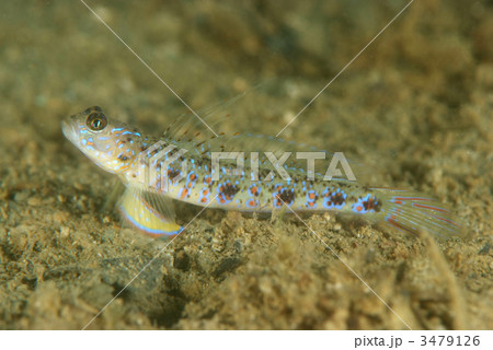 ヤツシハゼ 3479126