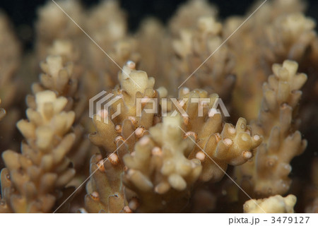 サンゴの産卵 3479127