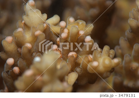 サンゴの産卵 3479131