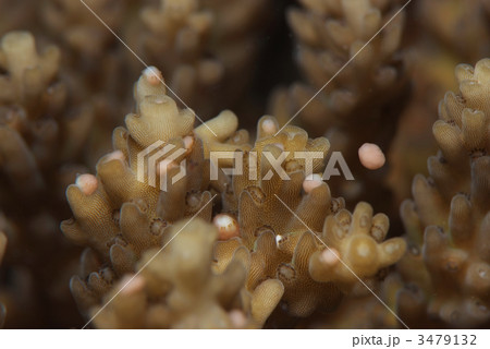 サンゴの産卵 サンゴの産卵 3479132