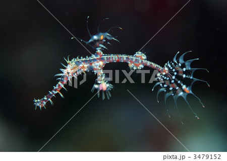 ニシキフウライウオ 3479152