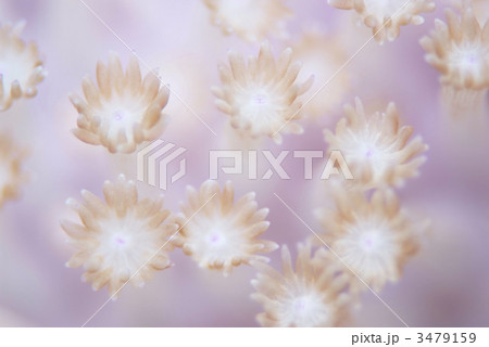 ハナガササンゴ 3479159