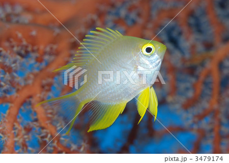 ヤマブキスズメダイ 3479174