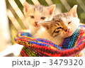 子猫 3479320