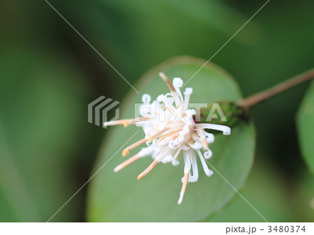 野の花クルマバハグマ 3480374
