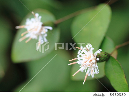 野の花クルマバハグマ 3480380