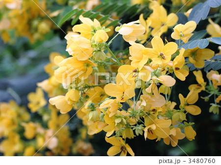 黄色いモクセンナの花の写真素材