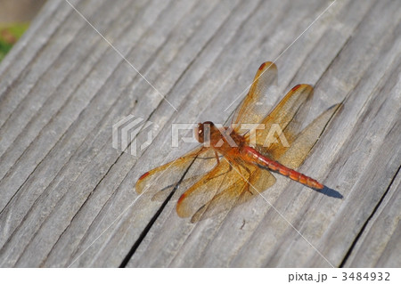 キトンボ キトンボ 3484932