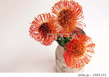 ピンクッション ピンクッション 3485153