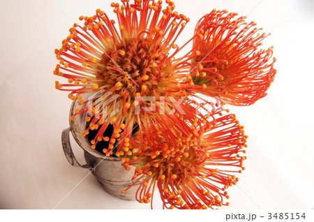 ピンクッション ピンクッション 3485154