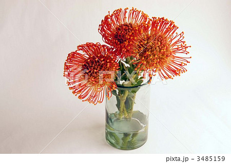 ピンクッション ピンクッション 3485159