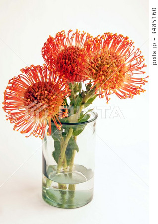 ピンクッション ピンクッション 3485160