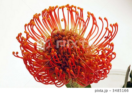 ピンクッション 3485166