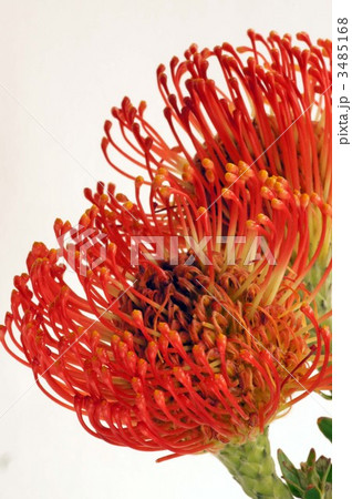 ピンクッション ピンクッション 3485168