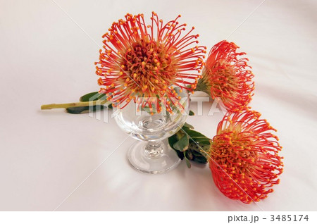 ピンクッション ピンクッション 3485174