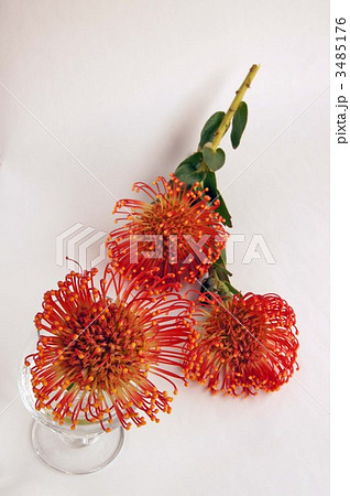 ピンクッション ピンクッション 3485176