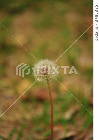 たんぽぽ たんぽぽ 3485335