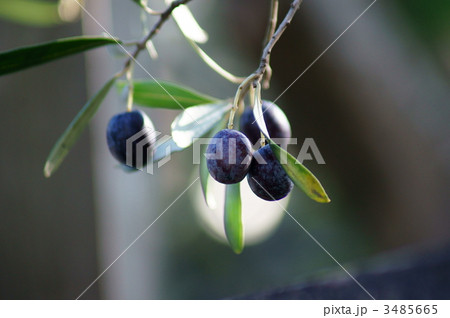 オリーブ　漢字で書くと　阿列布 3485665