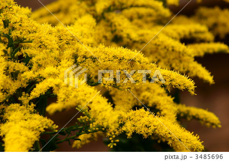 背高泡立草　決してブタクサではありません。 3485696