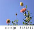 はっさく17 3485815