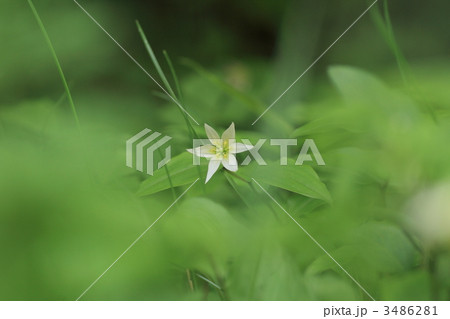 チゴユリ 3486281