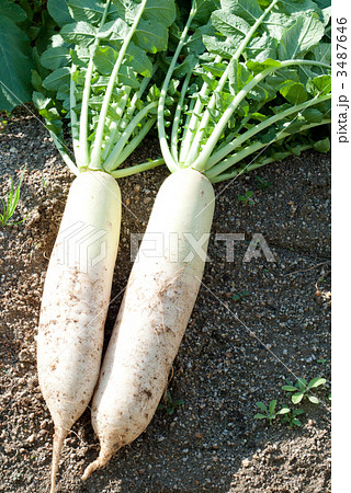 耐病総太り 3487646