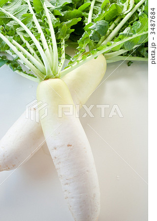 耐病総太り 耐病総太り 3487684