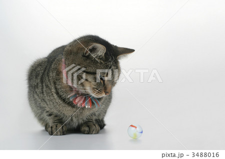 ビー玉を見るネコ_よこ画面 3488016