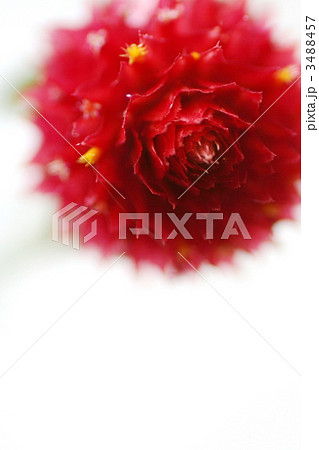 千日紅 千日紅 3488457