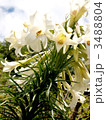 白百合 3488804