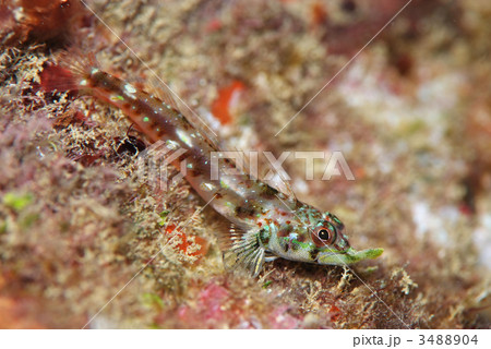 テングヘビギンポ テングヘビギンポ 3488904