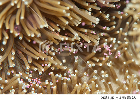 ソフトコーラルの産卵 3488916