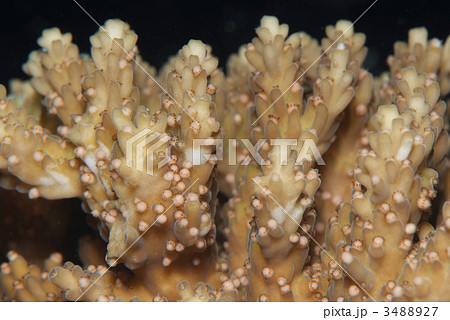 サンゴの産卵 3488927
